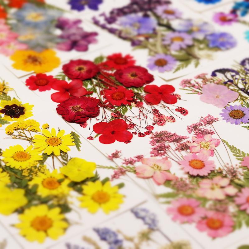 Nail Art Natural - Echte Natürliche Gepresste Getrocknete Pflanzenblumen DIY-Bastelmaterialien